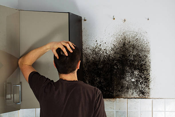Best Attic Mold Removal  in Arthur, IL